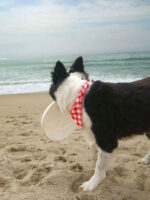 Pet Plaid Triangle Scarf - Image 2